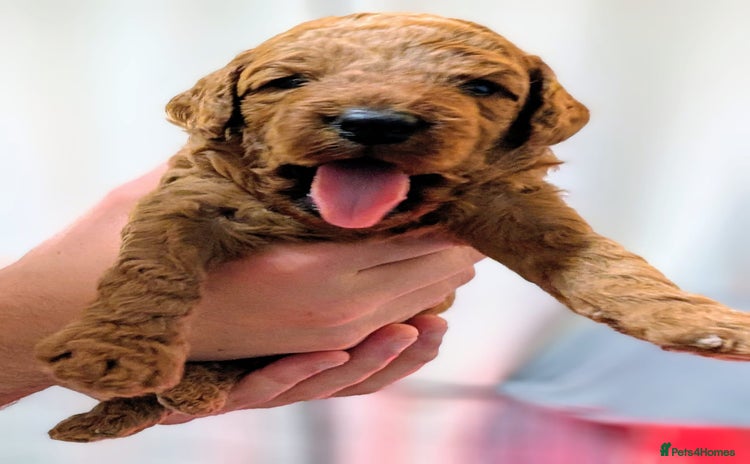 Miniature Poodle dogs - Advert 8