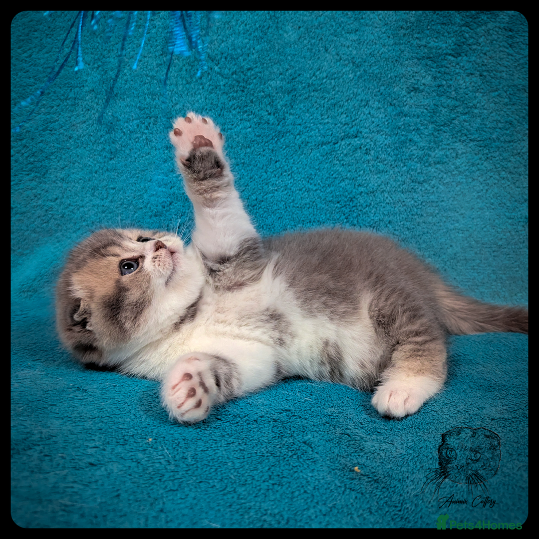 Scottish Fold cats for sale: TICA Registered Scottish kittens - Advert 15