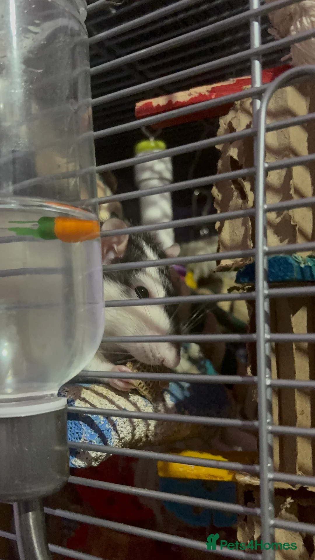 Rat rodents for sale: 4 males rats 2, 2 years old and 2 1 years old  - Advert 2