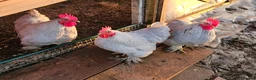 Chickens poultry for sale: Lavender Pekin Bantams - Advert 1