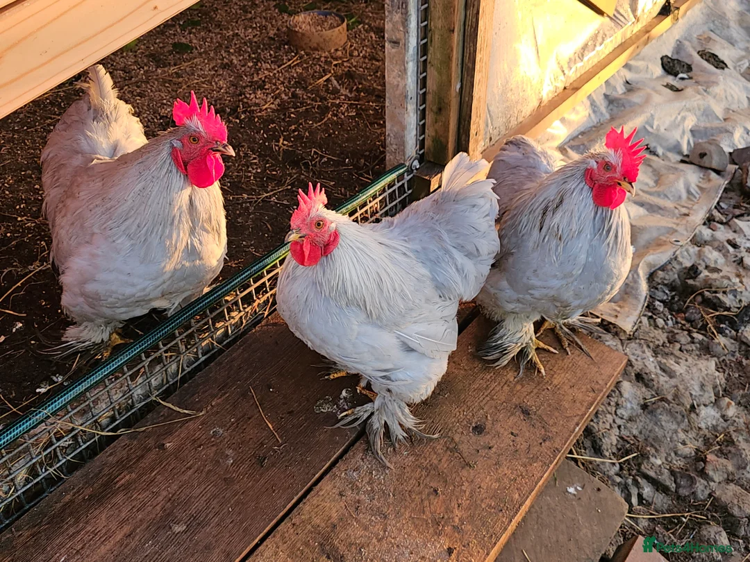 Chickens poultry for sale: Lavender Pekin Bantams - Advert 1