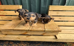 Jack Russell dogs for sale: Jack Russell puppies  - Image 3
