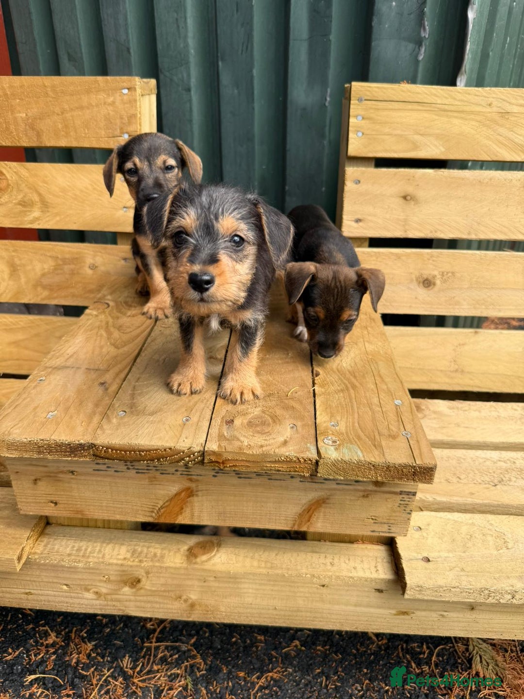 Jack Russell dogs for sale: Jack Russell puppies  - Image 3