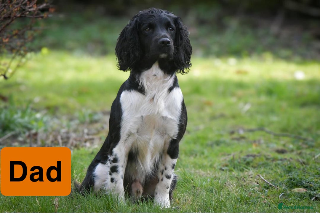 English Springer Spaniel dogs for sale: Gorgeous marked English Springer Spaniel pups  - Image 20
