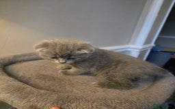 British Shorthair cats for sale: 3 British Blue / Scottish Fold kittens - Image 3