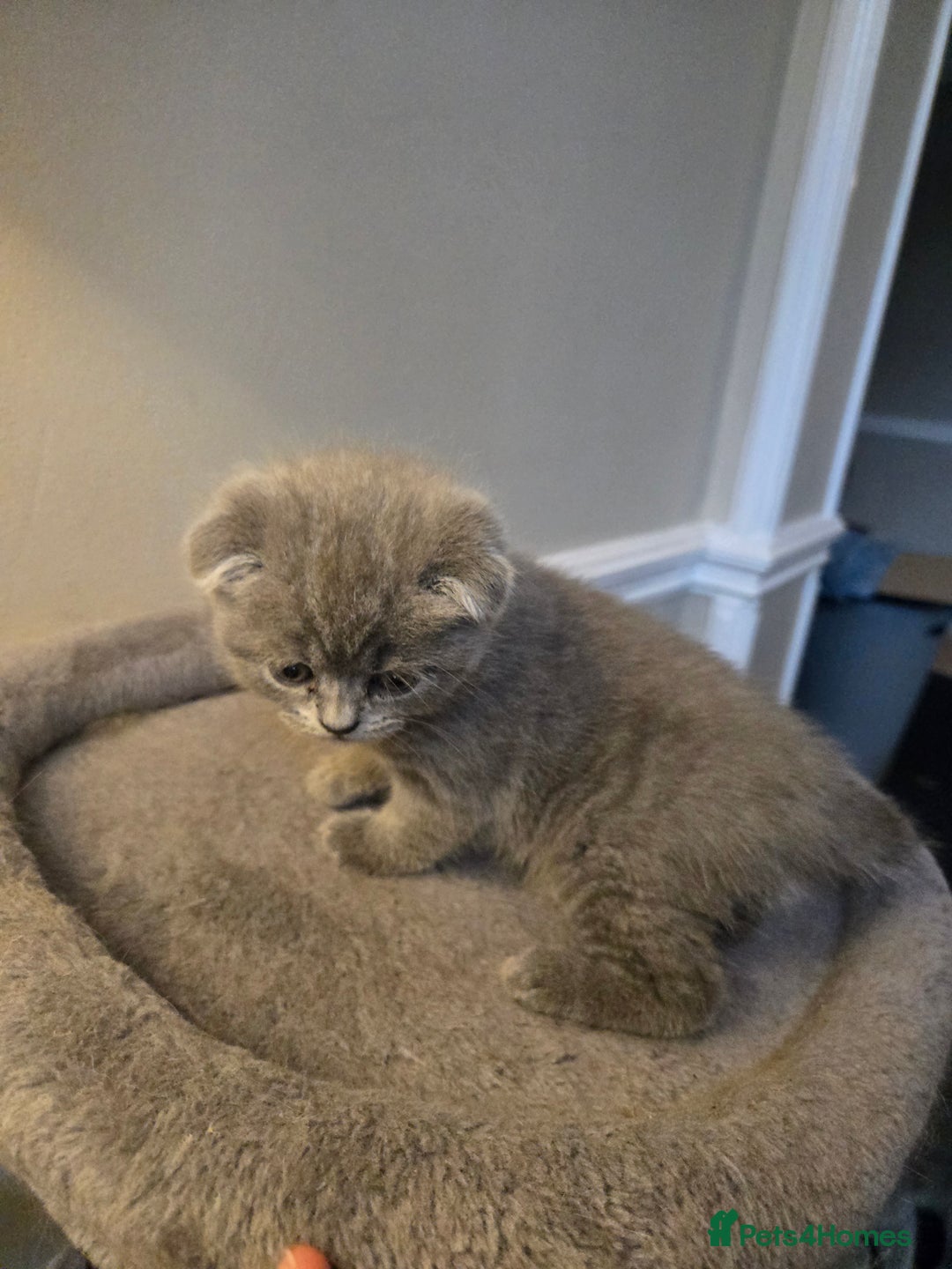 British Shorthair cats for sale: 3 British Blue / Scottish Fold kittens - Image 3
