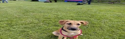 Mixed Breed dogs for adoption: Ruby is looking for her forever home  in Hayling Island - Advert 10