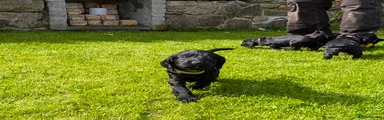 Cocker Spaniel (Yellow)