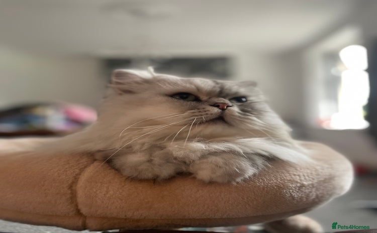 Persian cats 4 year old Persian boy.  - Advert 5