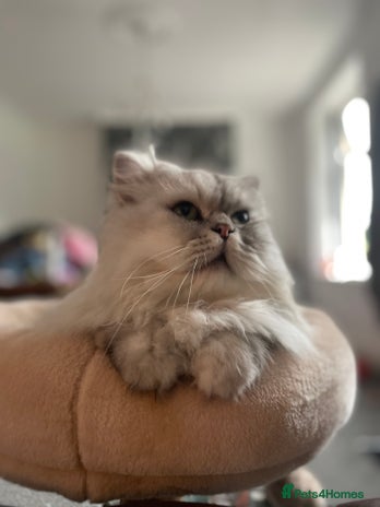 Persian cats 4 year old Persian boy. - Advert 5