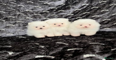 Pomeranian dogs - Advert 8