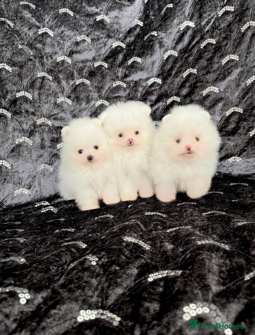 Pomeranian dogs for sale: Top Quality 🐼 Championship Lines - Image 2