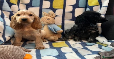 Cocker Spaniel dogs - Advert 8