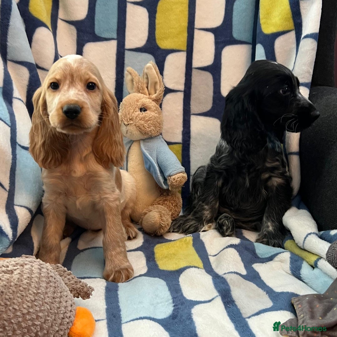 Cocker Spaniel dogs for sale: Stunning show cocker spaniel pups  - Image 2