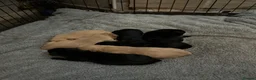 Labrador Retriever dogs for sale: Kc registered Labrador puppies in Sudbury - Advert 13