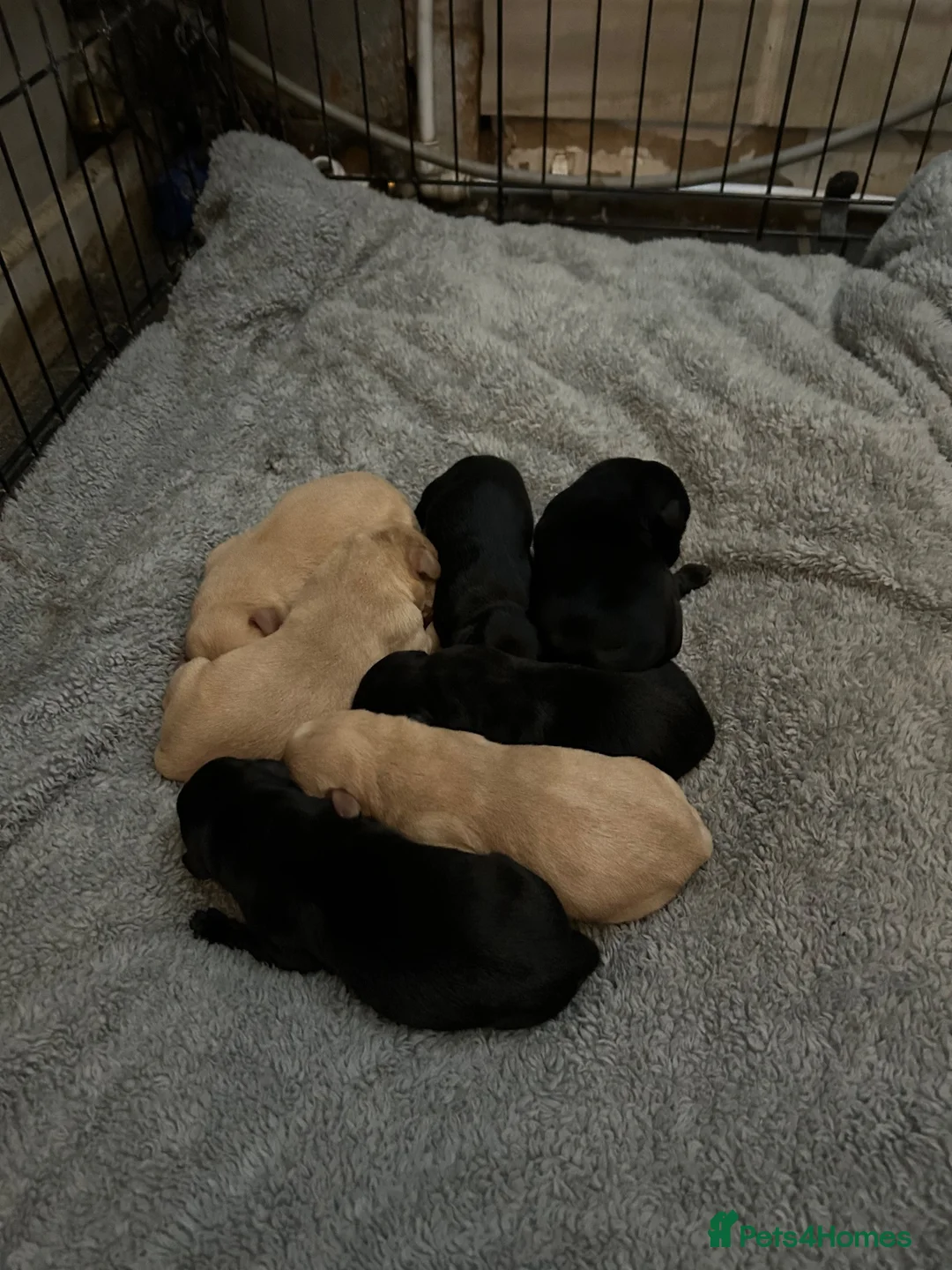Labrador Retriever dogs for sale: Kc registered Labrador puppies in Sudbury - Advert 13