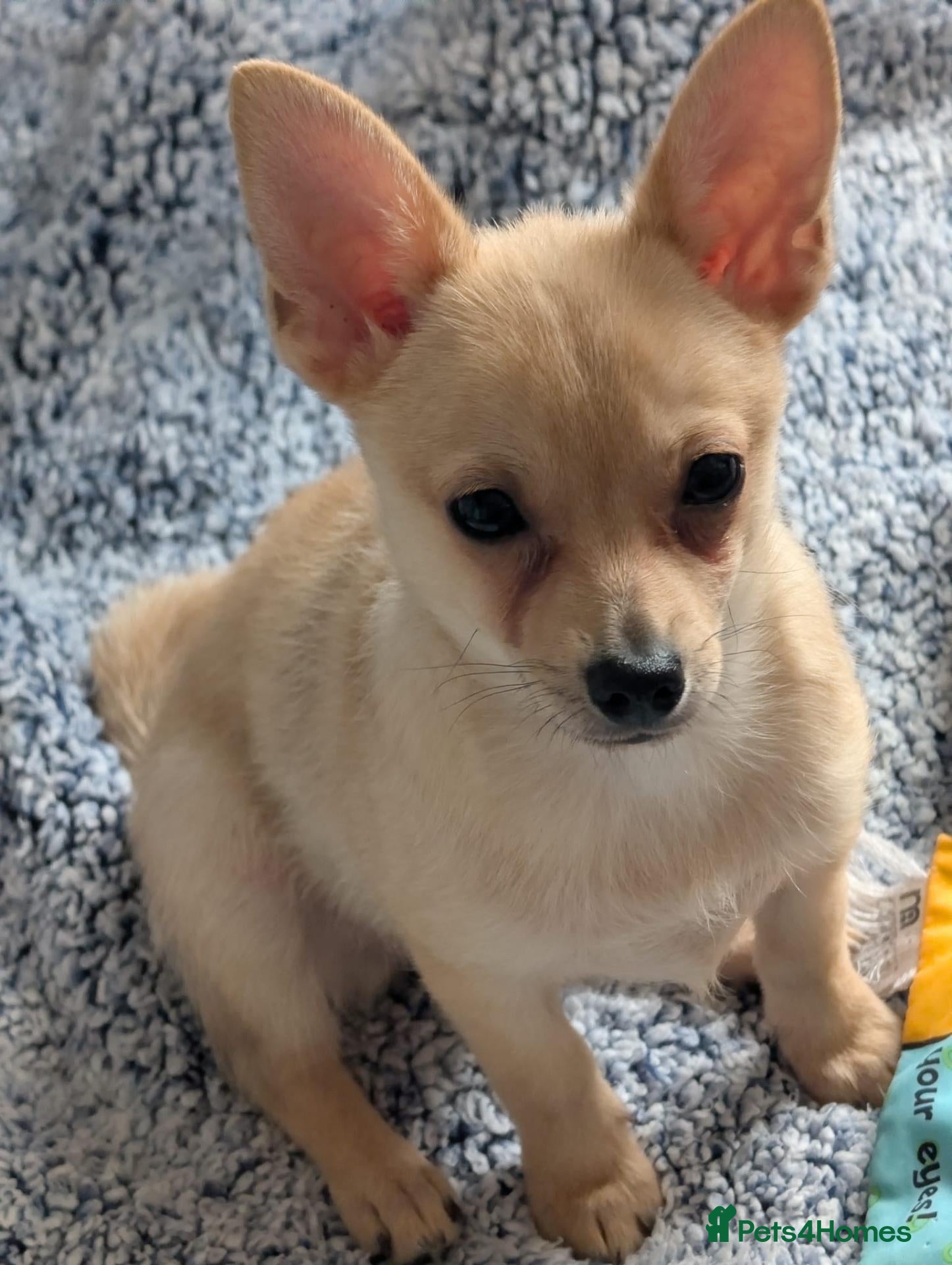 Mixed Breed dogs Chihuahua x Pomeranian spitz puppy  - Advert 19