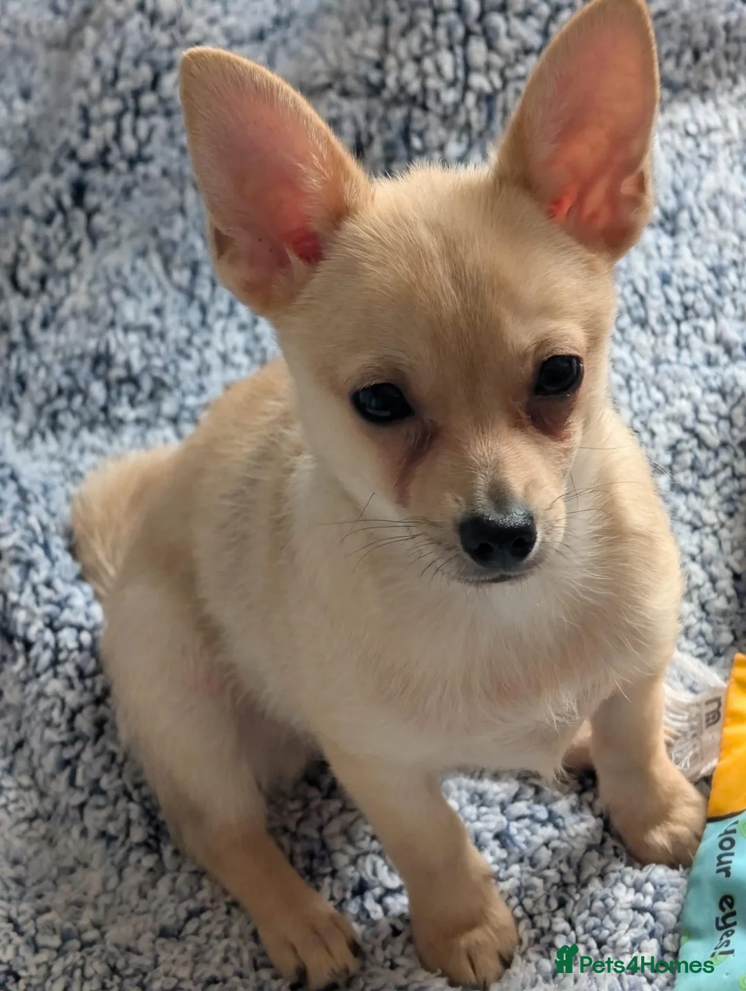 Mixed Breed dogs for sale: Chihuahua x Pomeranian spitz puppy  - Advert 2