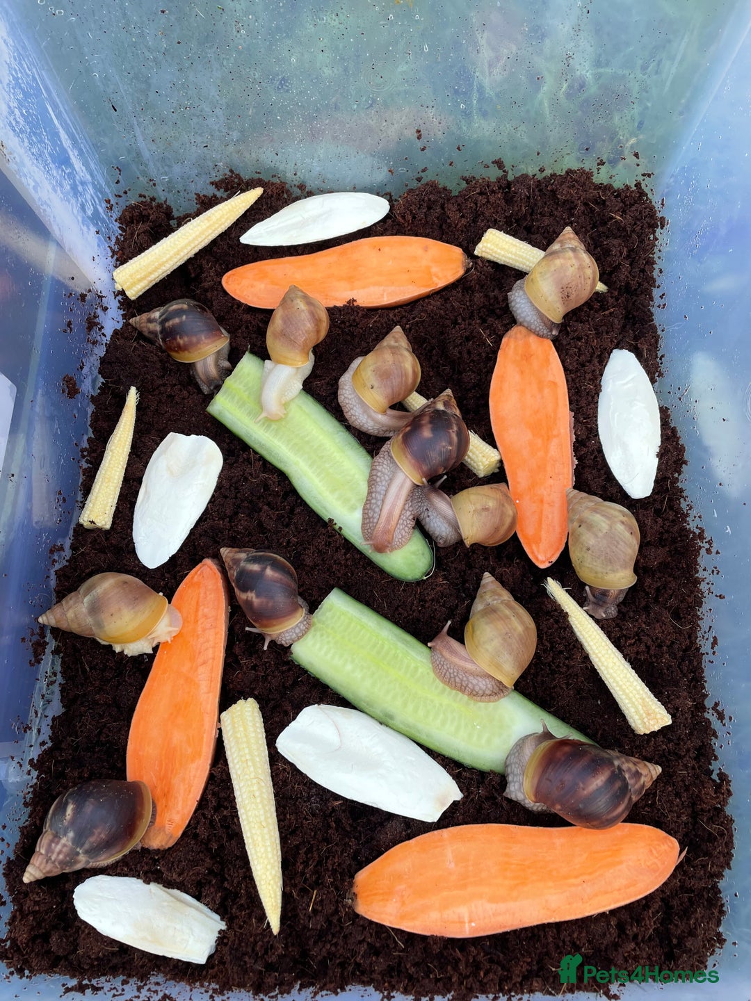 Snails invertebrates for sale: Giant African Land Snails - Advert 4