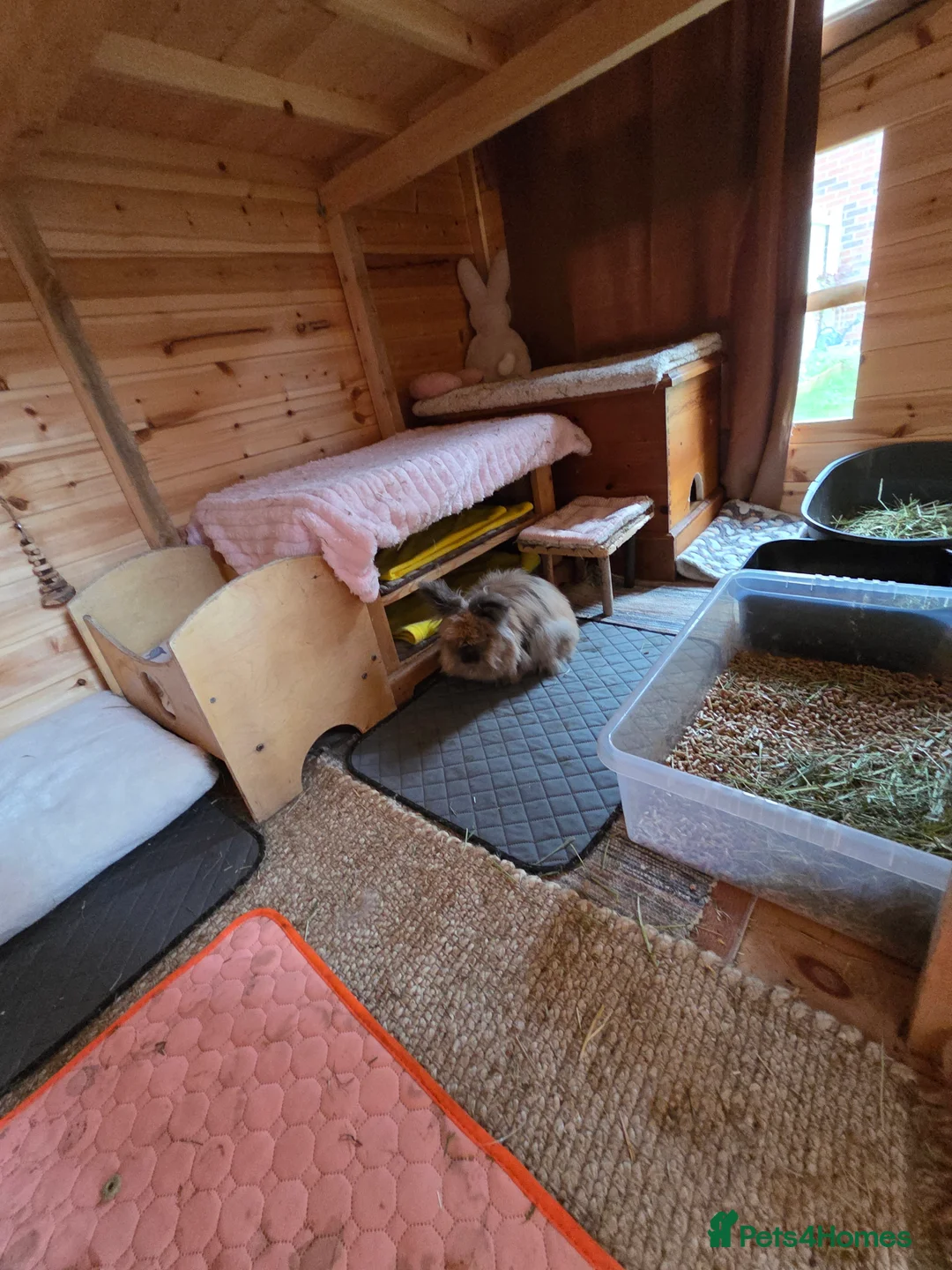 Lionhead rabbits for sale: 2 female spayed rabbits - Advert 19