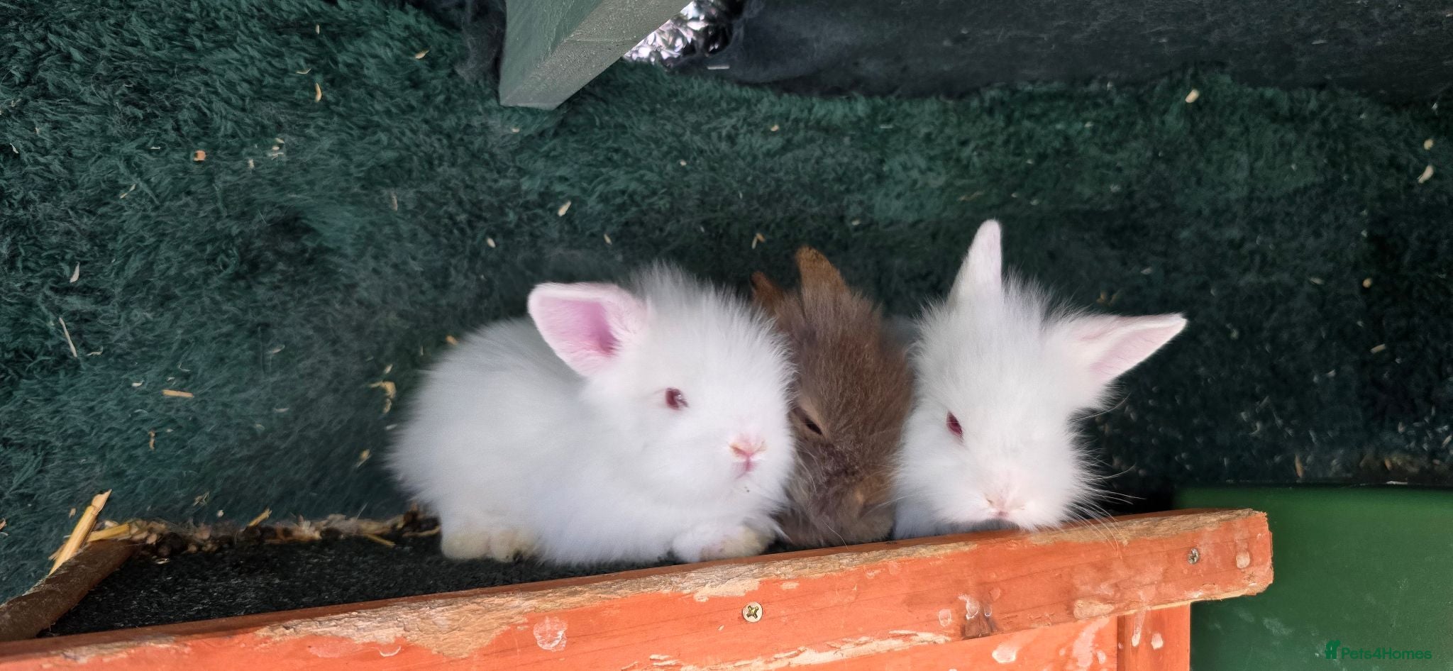 Mini Lion Lop rabbits Lionhead and lop babies  - Advert 2