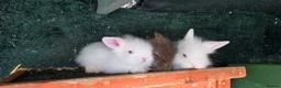 Mini Lion Lop rabbits for sale: Lionhead and lop babies  in Manchester - Advert 1