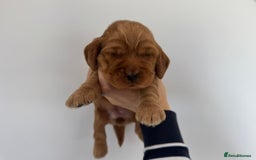Cocker Spaniel dogs for sale: Beautiful cocker spaniel puppies  - Image 17