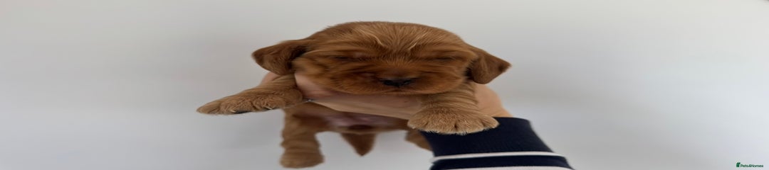 Cocker Spaniel Puppy 1