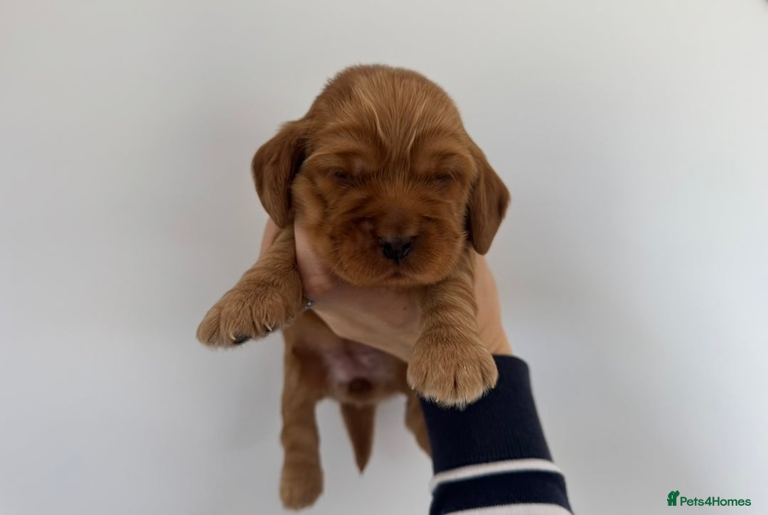 Cocker Spaniel dogs for sale: Beautiful cocker spaniel puppies  - Image 17