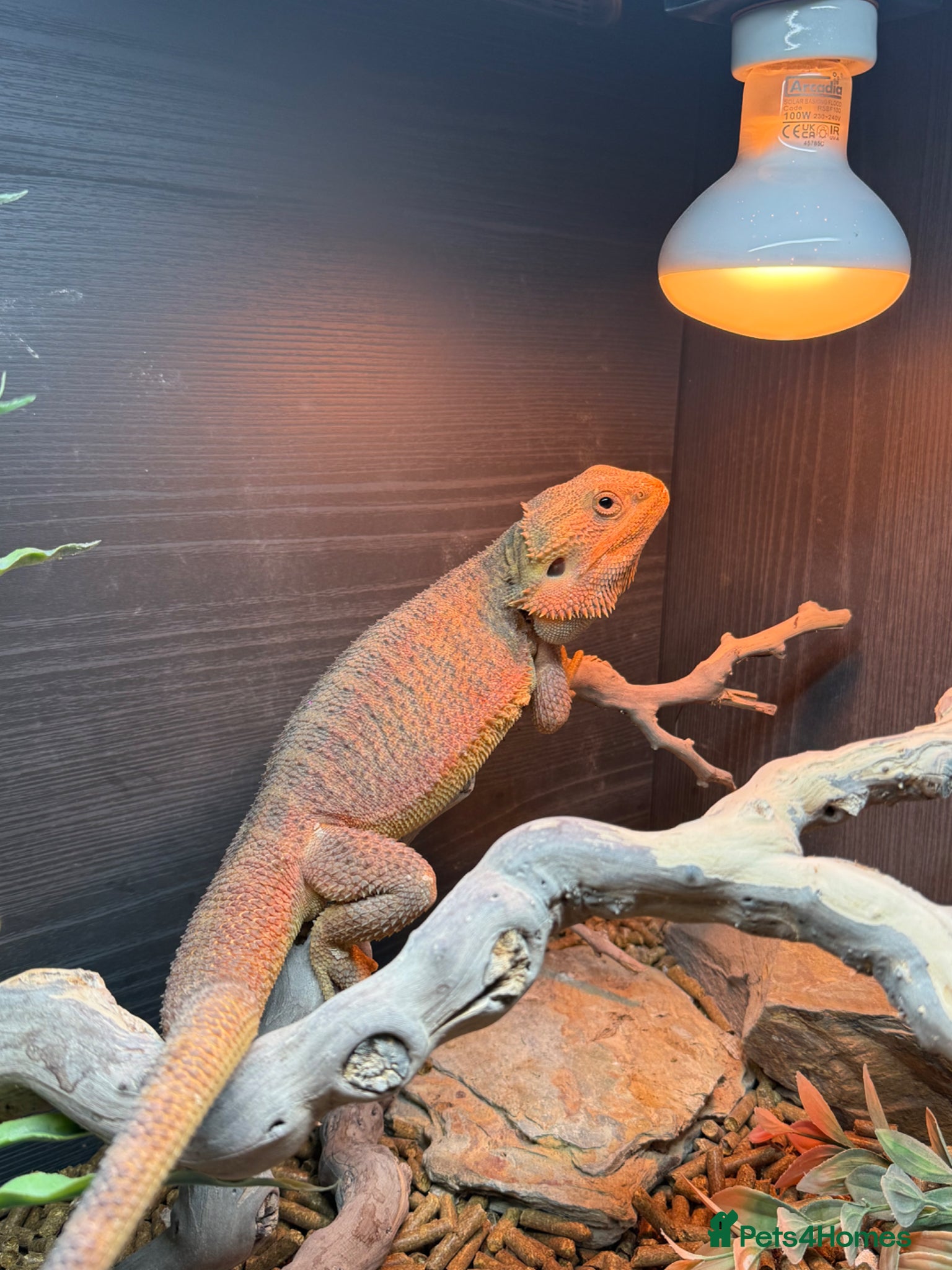 Bearded Dragon reptiles Pablo the Bearded Dragon - Advert 1