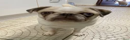 Pug dogs for sale: KC registered Platinum pug puppy - Advert 3