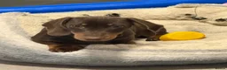 Dachshund dogs for sale: Dachshund puppy for sale - Advert 1