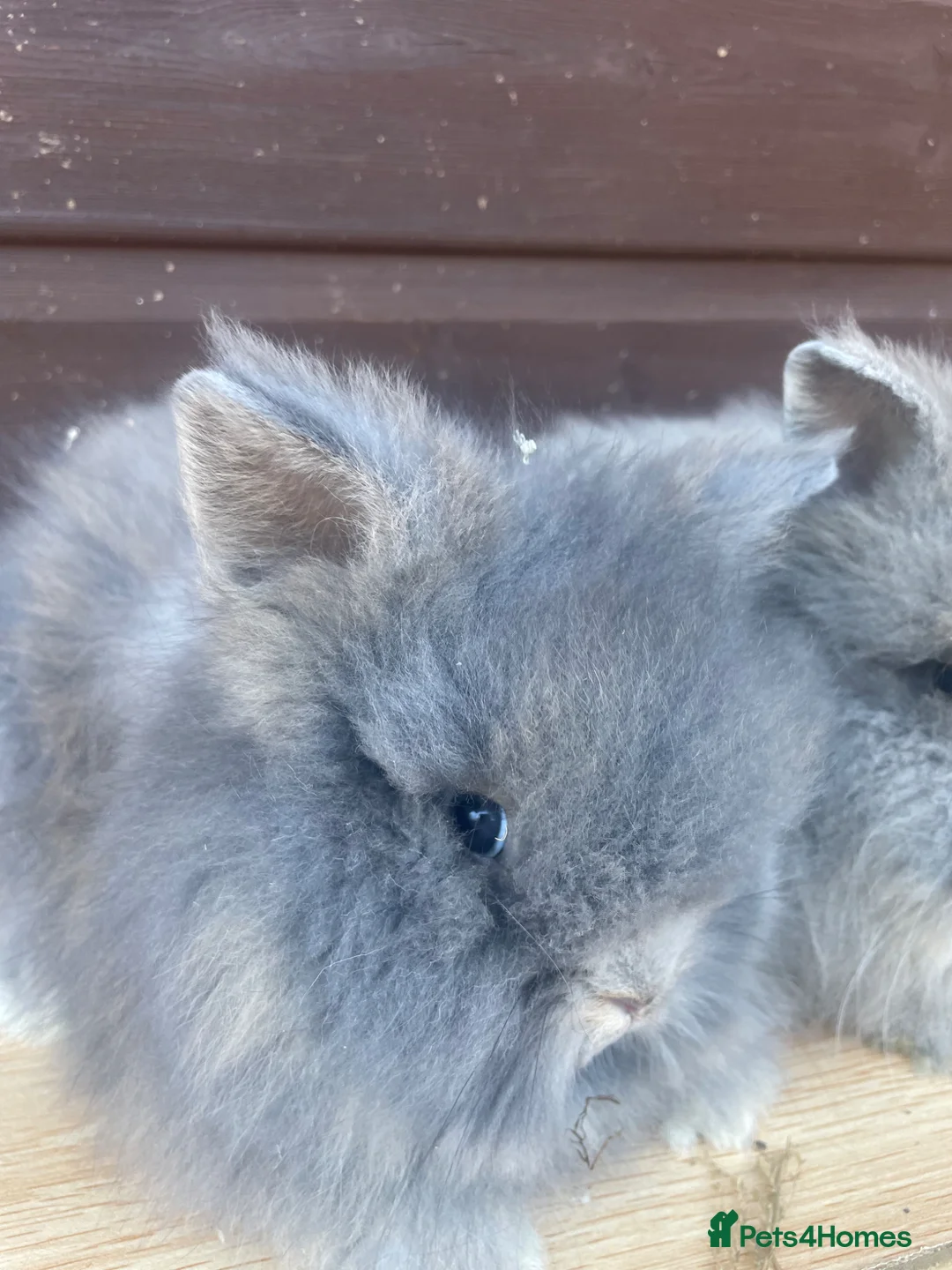 Lionhead rabbits for sale: Adorable Baby Boy Lionhead bunnies  - Advert 8
