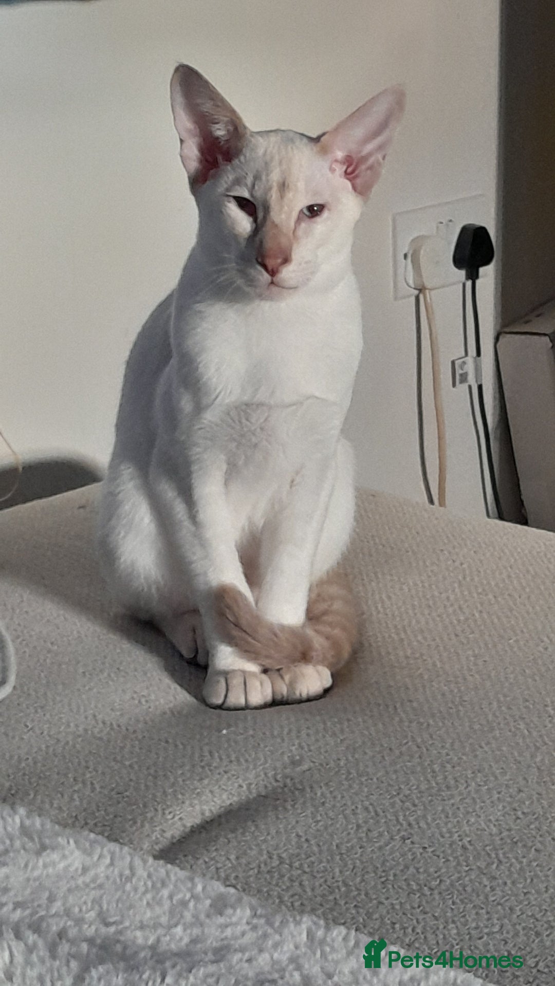 Siamese cats for sale: 3 boys for sale - Advert 4