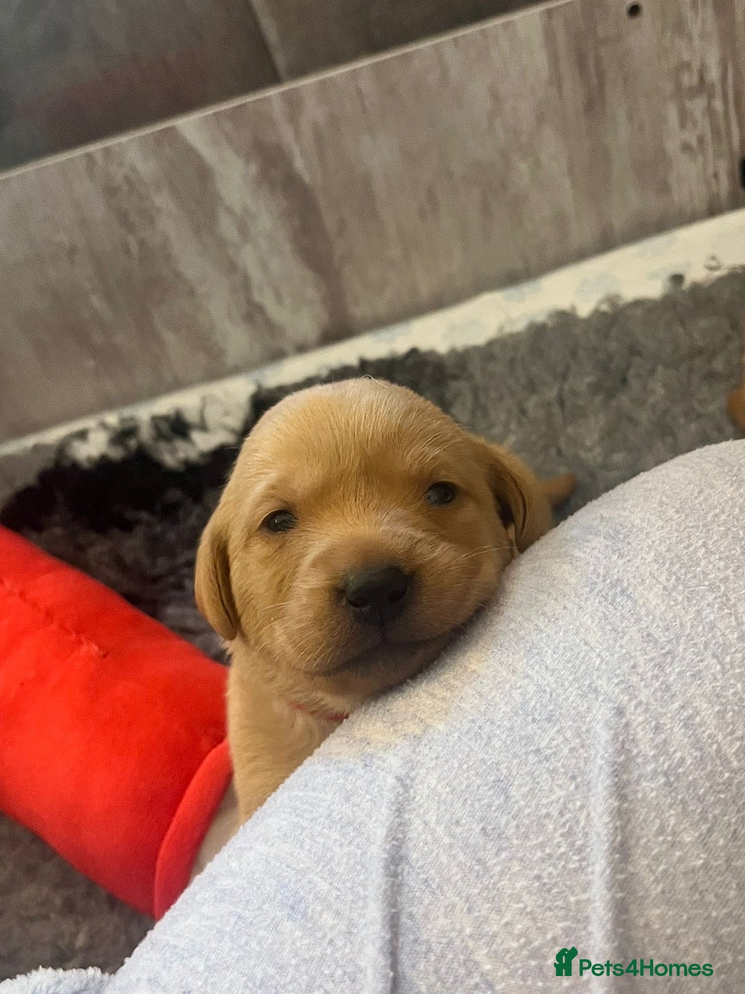 Labrador Retriever dogs for sale: Beautiful Fox Red Labrador KC Reg Puppies  - Advert 14