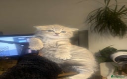 British Shorthair cats for sale: RARE LILAC COLOURPOINT BRITISH SHORT HAIR KITTENS  - Image 7