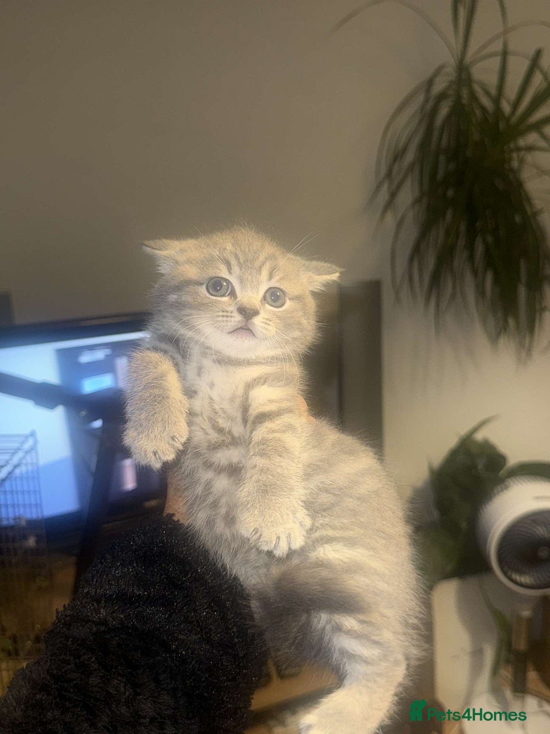 British Shorthair cats for sale: RARE LILAC COLOURPOINT BRITISH SHORT HAIR KITTENS  - Image 7