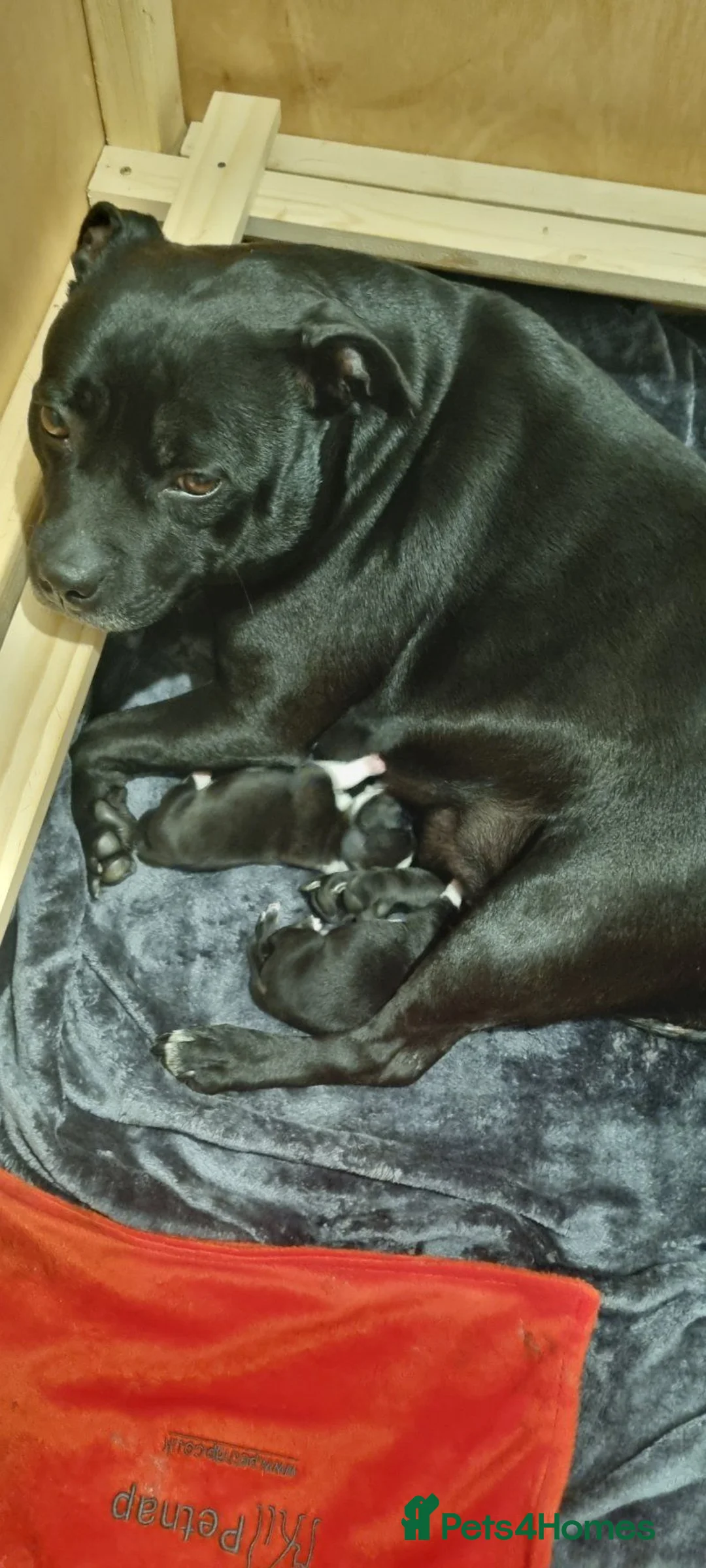 Staffordshire Bull Terrier dogs for sale: Staffordshire Bull Terrier Puppies For Sale - Advert 1