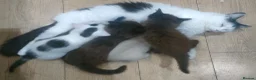 Mixed Breed cats for sale: Kittens 3 Boys and 2 Girls  in Leicester - Advert 7