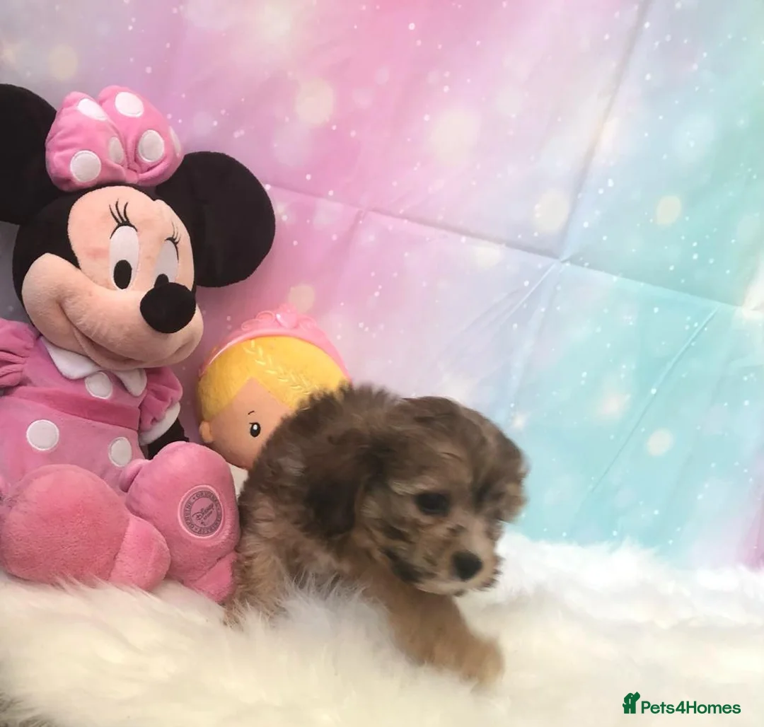 Toy Poodle dogs for stud: Toy poodle available for stud  in Rowlands Gill - Advert 9