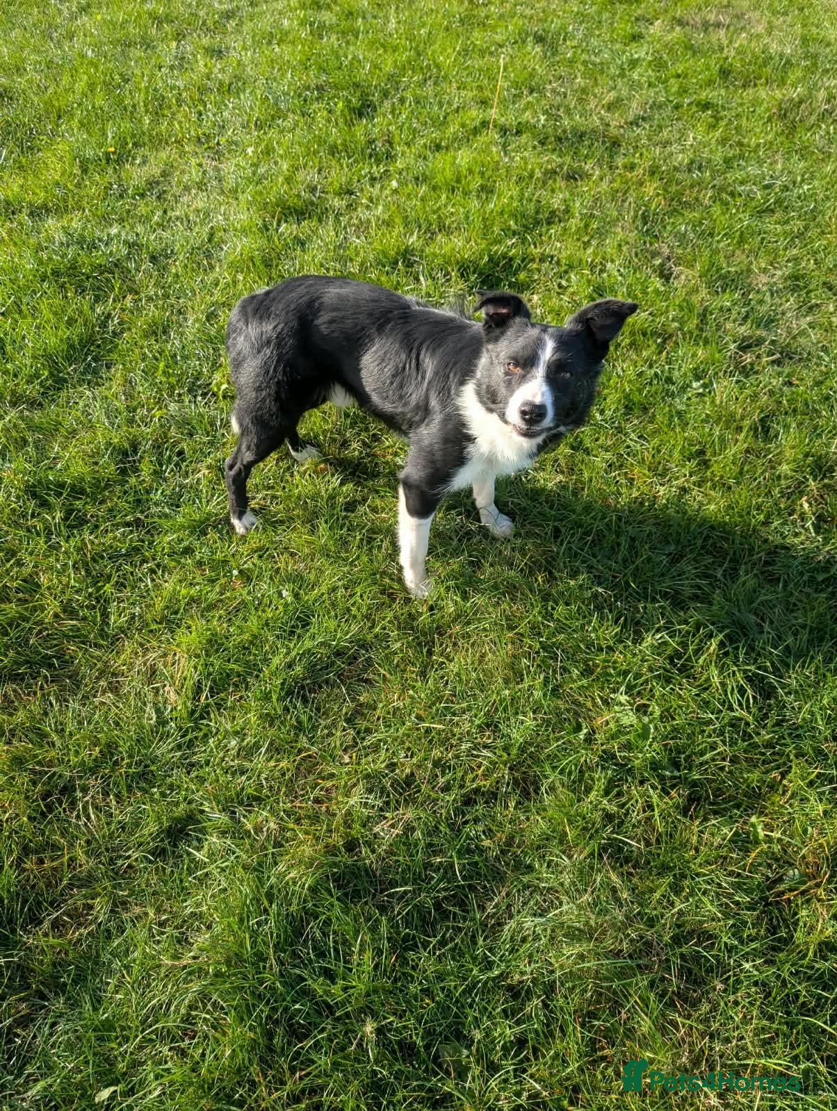 Border Collie dogs Ben lovely border collie dog - Advert 1