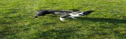 Border Collie dogs for sale: Ben lovely border collie dog - Advert 1