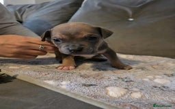 American Bully dogs for sale: Beautiful amarican pocket bullys  - Advert 8