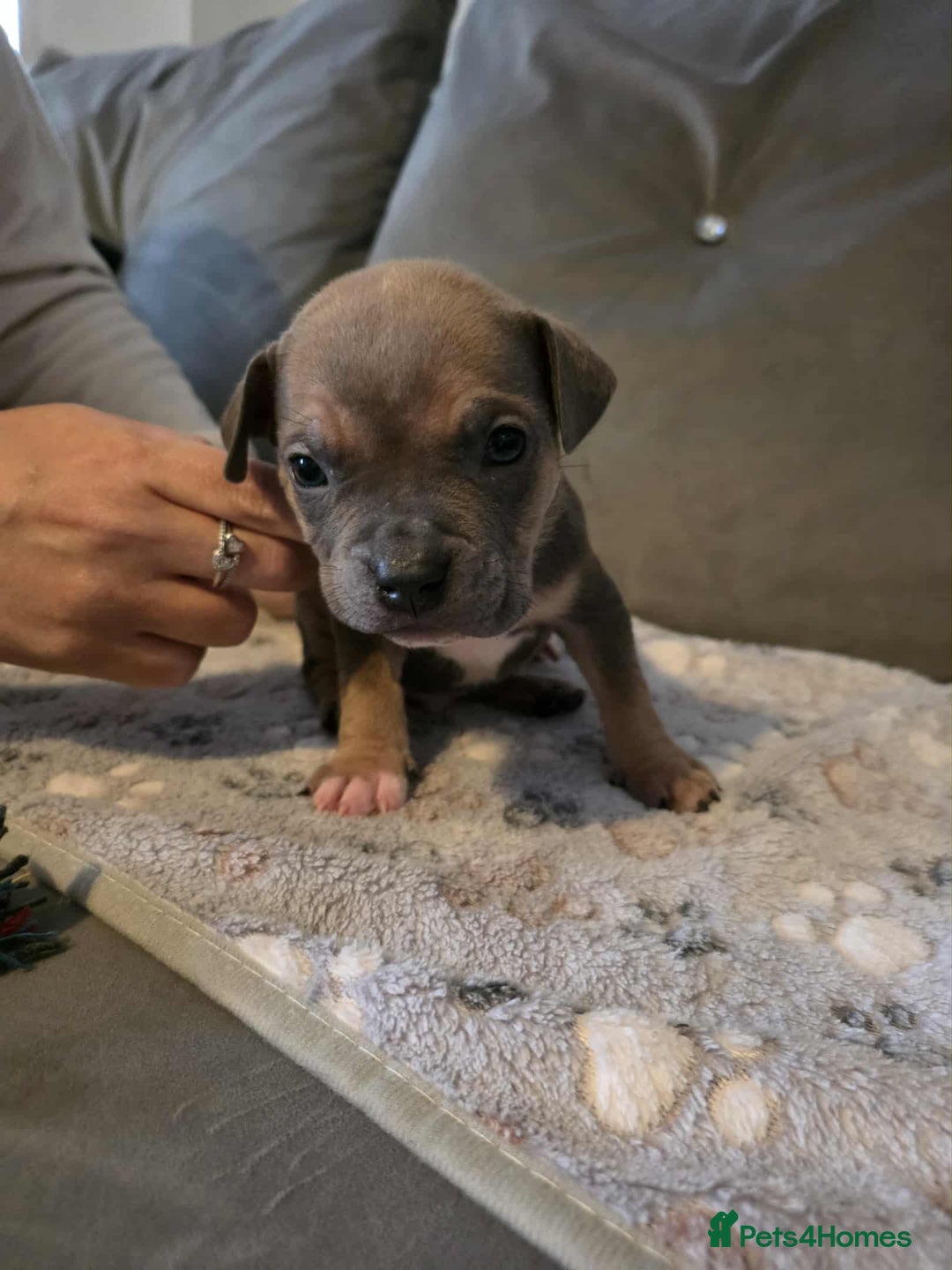 American Bully dogs for sale: Beautiful amarican pocket bullys  - Advert 8