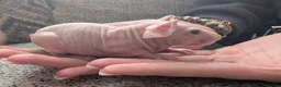 Guinea Pig rodents for sale: Baby skinny pig boar - Advert 6