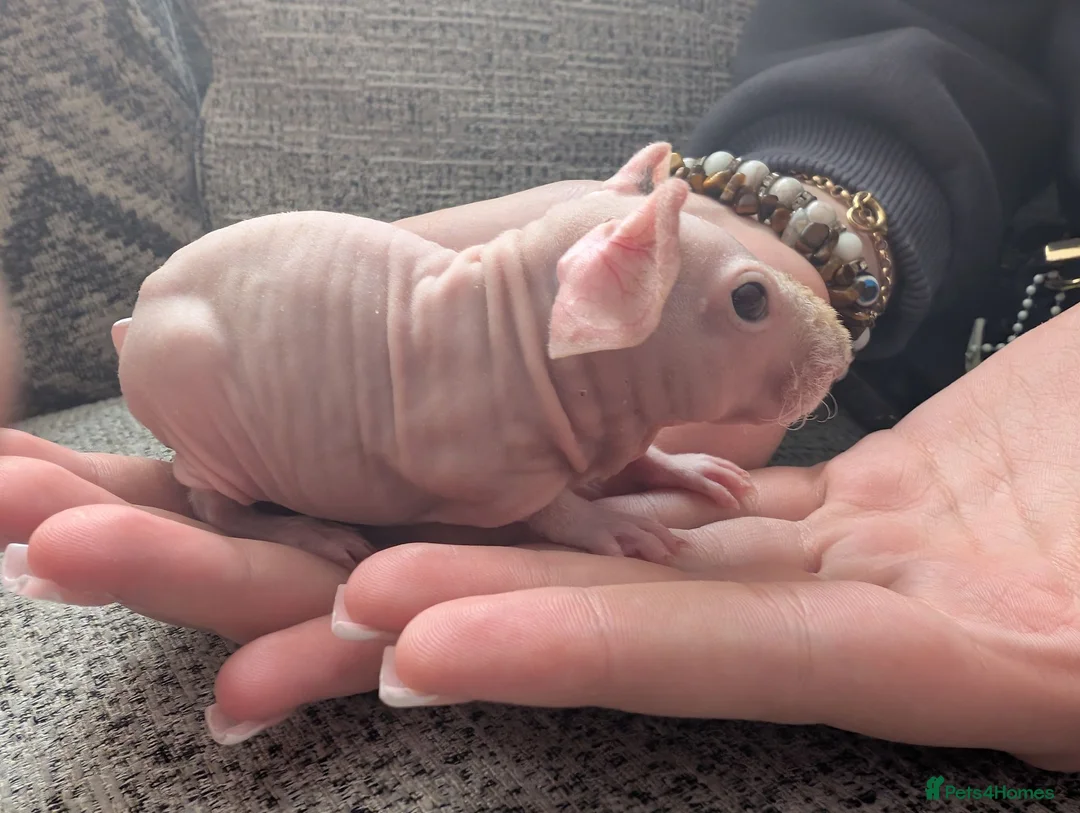 Guinea Pig rodents for sale: Baby skinny pig boar - Advert 6