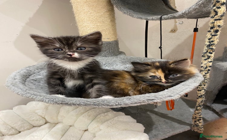 Mixed Breed cats 2 beautiful bundles of joy - Advert 2
