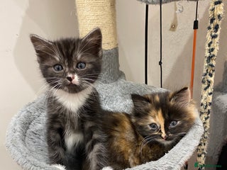 Mixed Breed cats 2 beautiful bundles of joy - Advert 6