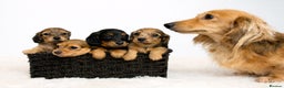 Miniature Dachshund dogs for sale: 5 Star licensed miniature Longhaired available  - Advert 5