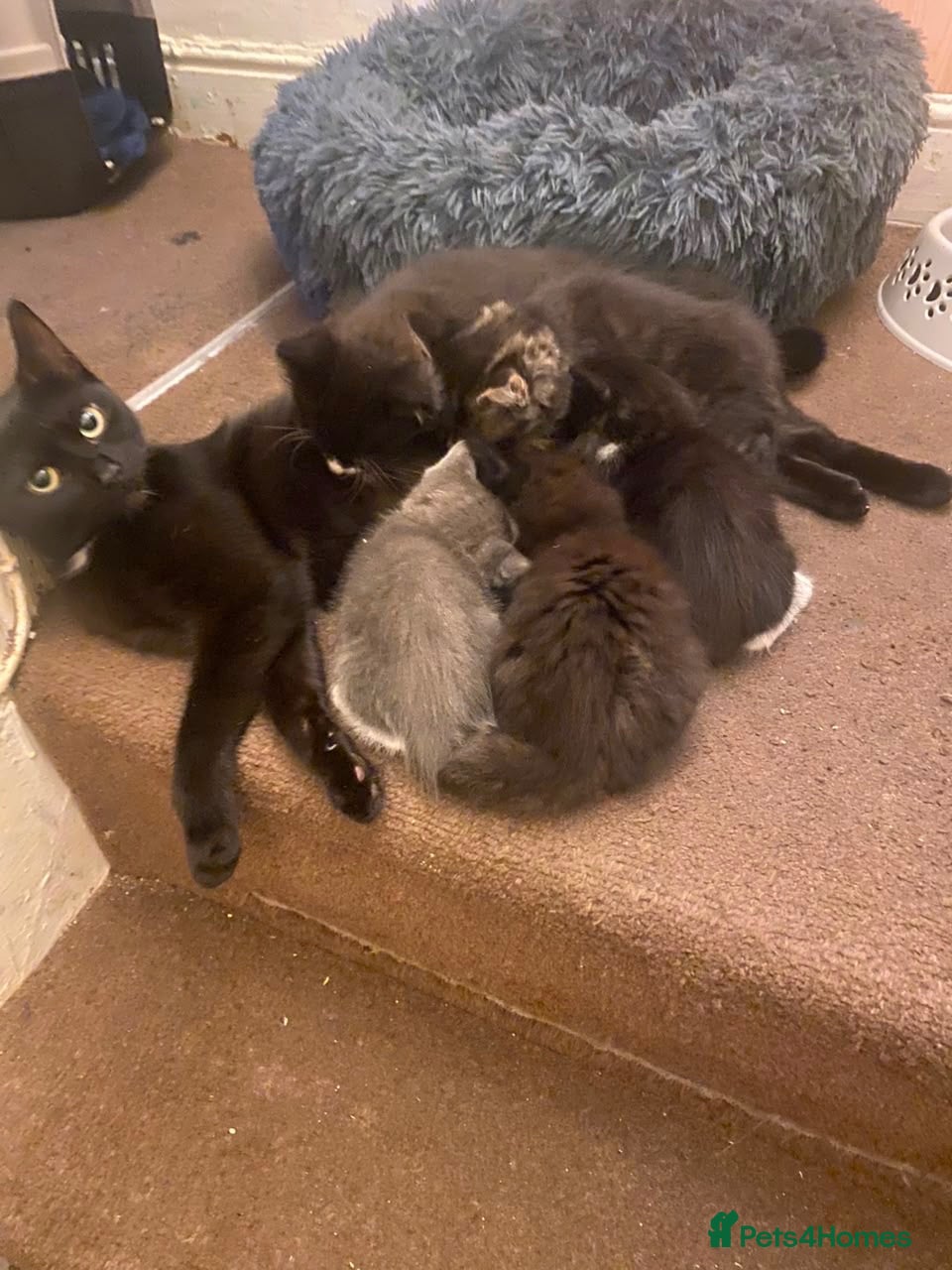 Mixed Breed cats   Beautiful 7-Week-Old Kittens Looking for Loving  - Advert 15